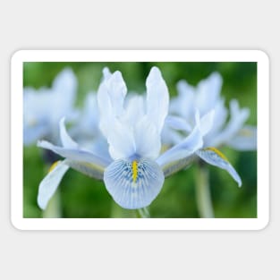 Iris  'Sheila Ann Germaney'  Reticulata Sticker